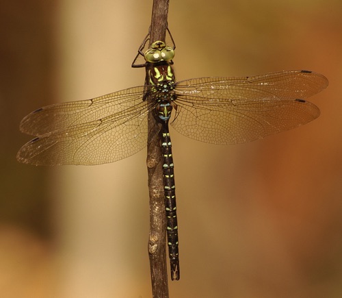 Male
15 Nov 2005  Douglas